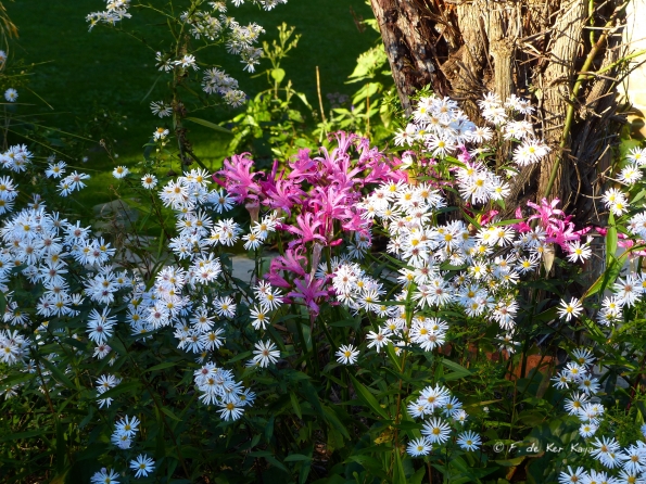 Eté indien au Bois des Moutiers 8